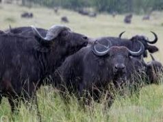 Stray Buffalos from Pian Upe Game Reserve Ravage Crops in Kween
