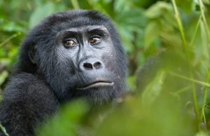 Tourism Enthusiasts Rooting for Creatives to Market Uganda