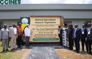 A TURN OF THE TIDE: Uganda Unveils Homegrown Anti-Tick Vaccine in Major Leap for Africa’s Livestock Sector