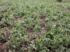 Over 200 Farmers Lose Crops, Homes Destroyed as Hailstorm Devastates Hoima Villages