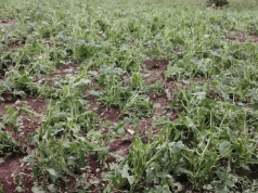 Over 200 Farmers Lose Crops, Homes Destroyed as Hailstorm Devastates Hoima Villages