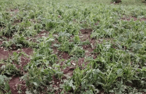 Over 200 Farmers Lose Crops, Homes Destroyed as Hailstorm Devastates Hoima Villages