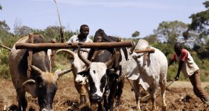 Seven Arrested Over Violent Land Attack in Adjumani As Stolen Oxen Is Recovered