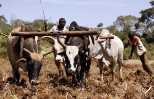 Seven Arrested Over Violent Land Attack in Adjumani As Stolen Oxen Is Recovered