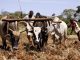 Seven Arrested Over Violent Land Attack in Adjumani As Stolen Oxen Is Recovered